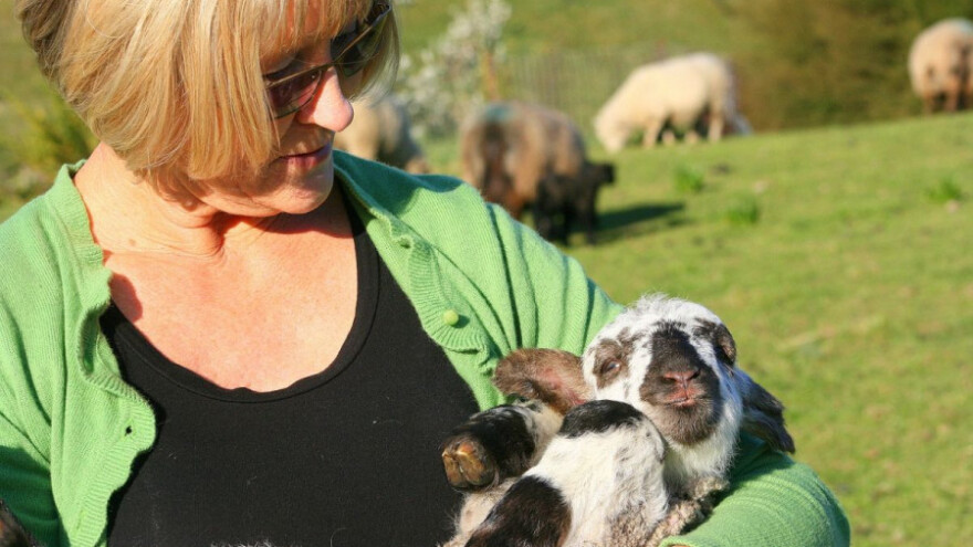 U ožujku većina ponuđene janjadi i prodana
