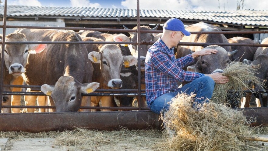 Porasla cijena junadi - nastavlja li se trend?