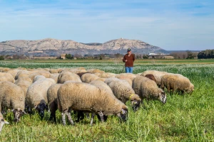 Cijene kurbana ove godine od 300 KM pa naviše, IZ BiH odredila 600 KM