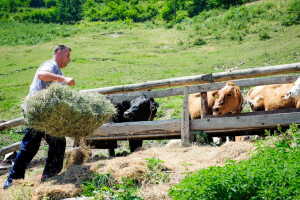 Pojeftinilo mlijeko, a i pšenica je ispod kune