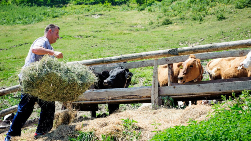 Pojeftinilo mlijeko, a i pšenica je ispod kune