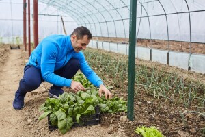 Više cijene povrća iz plastenika!