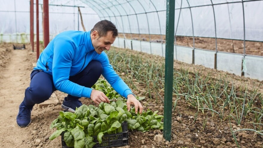 Više cijene povrća iz plastenika!