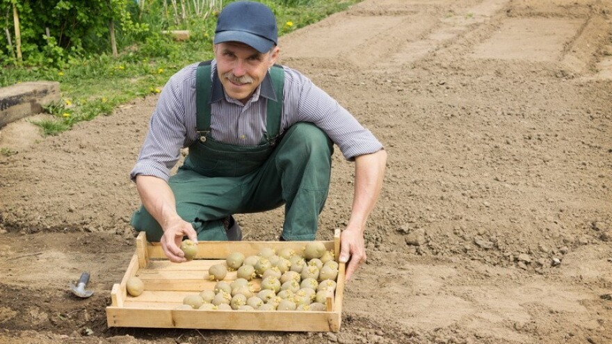 Povrće značajnije skuplje nego lani!