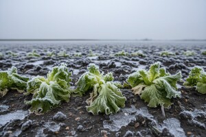 Cijene povrća rast će od 25 do 40%