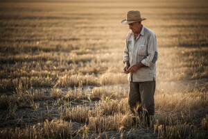 Cijene pšenice lete u nebo