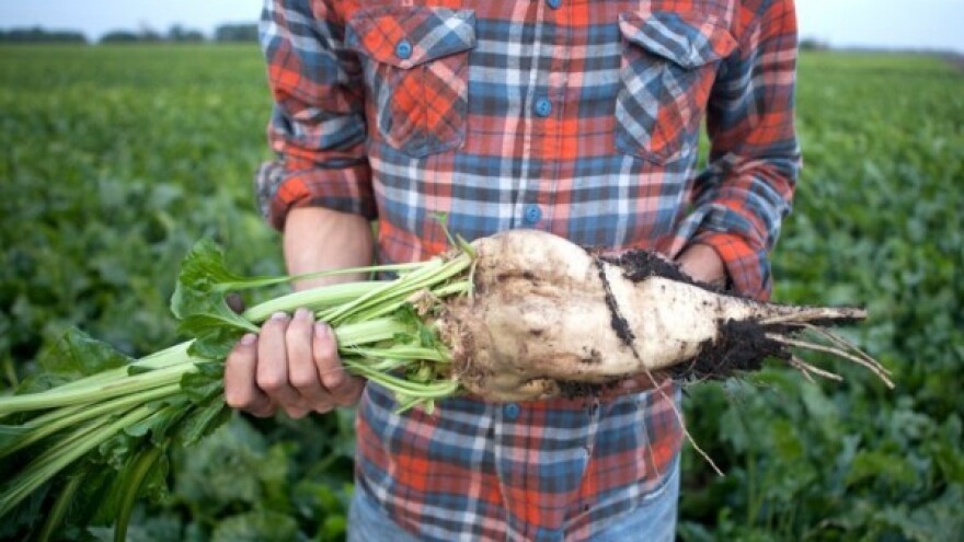 Slatke muke zbog rekordne žetve