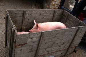 9,85 kn/kg za žive svinje na stočnim sajmovima!