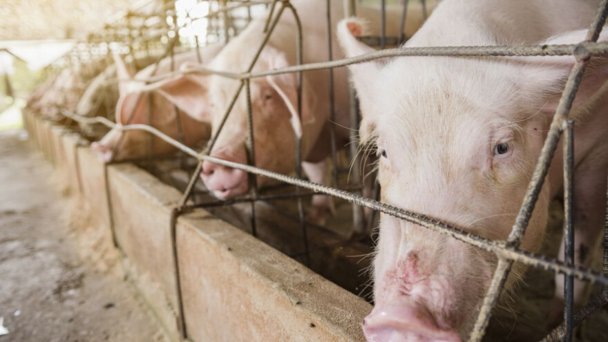 Cijene svinja i dalje će rasti?
