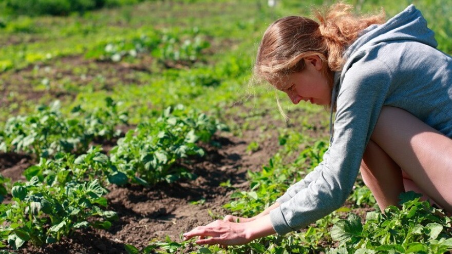 Najniže cijene hrane u posljednjih pet godina