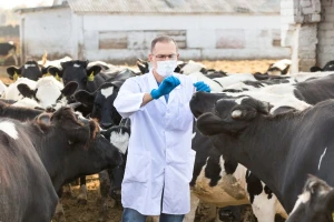 Ukidaju se ograničenja za premještanje goveda u Hrvatskoj zbog bolesti kvrgave kože