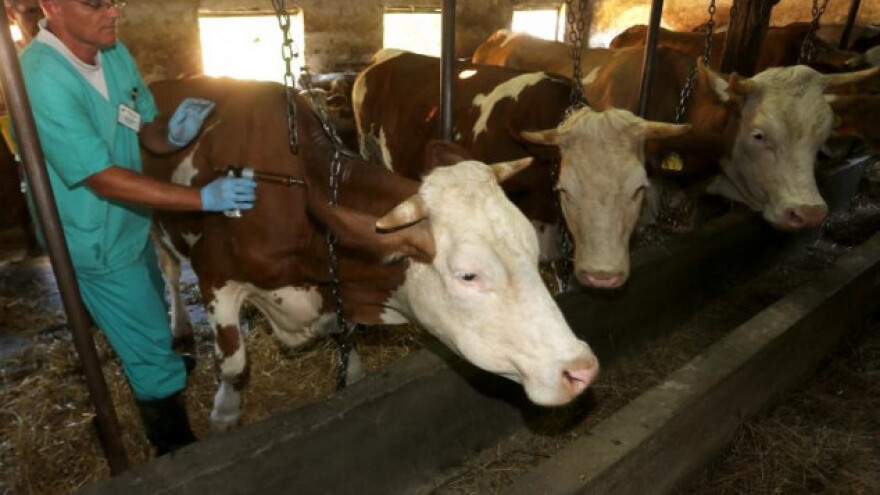 Cijepljenje goveda počelo u zoni najvećeg rizika