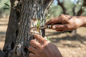 Cijepljenje ili navrtanje maslina