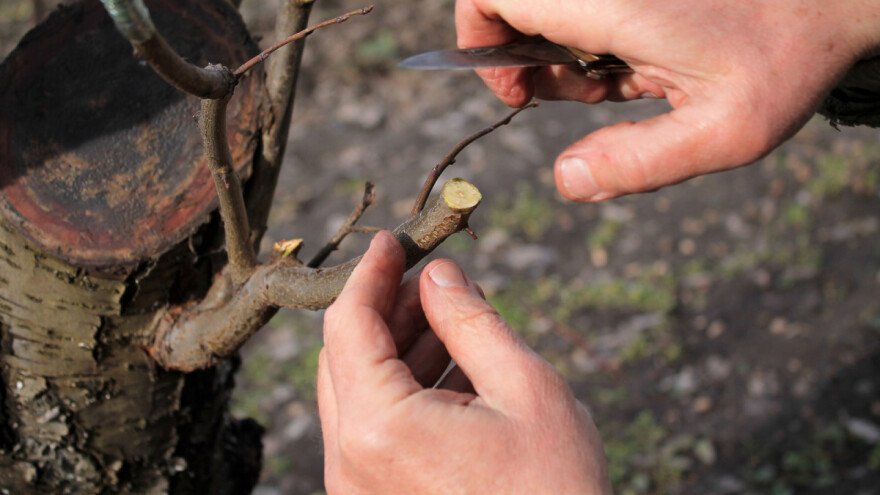 Ljetna škola okuliranja voćaka