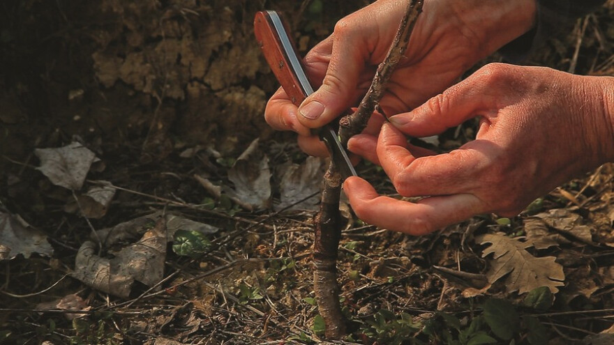Prezentacija cijepljenja jabuka na spavajući pup