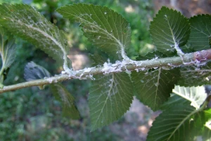Ako vidite bele prevlake na vinovoj lozi, u pitanju je cikada Metcalfa pruinosa