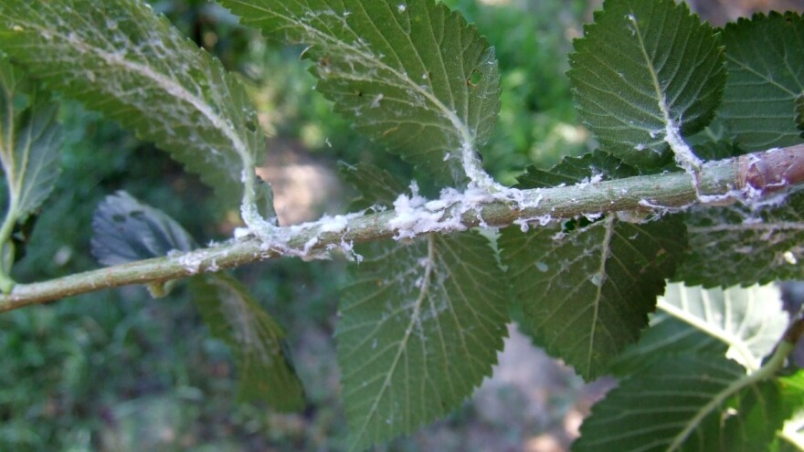 Ako vidite bele prevlake na vinovoj lozi, u pitanju je cikada Metcalfa pruinosa
