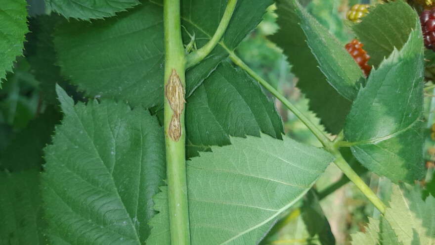 Berba kupine je počela: Treba obaviti preglede na prisustvo cikada