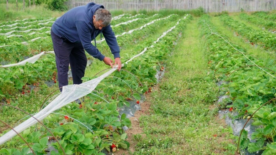 Vremenske prilike dobre za julsku sadnju jagoda: ručnu ili mašinsku?