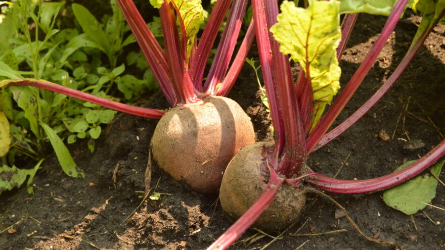 Cikla: Lišće zdravije od korijena - posijte ju