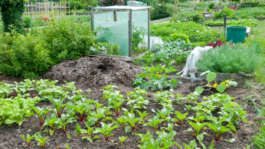 Kako i kada suzbiti korove u nasadima cikle?