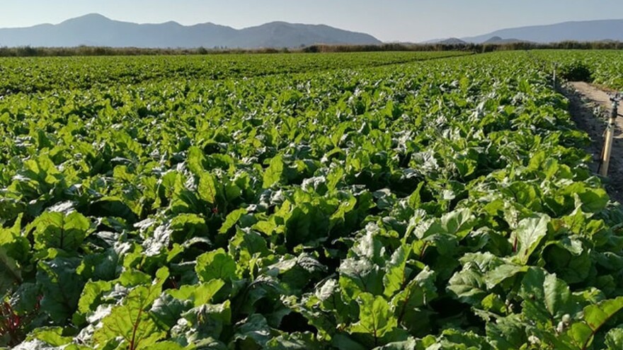 Vremenske prilike pogodovale uzgoju. Cikla isplativija od mandarina?