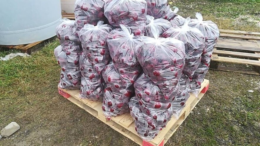 Dolina Neretve priprema se za zimske kulture, mali OPG-ovi priliku vide u uzgoju cikle