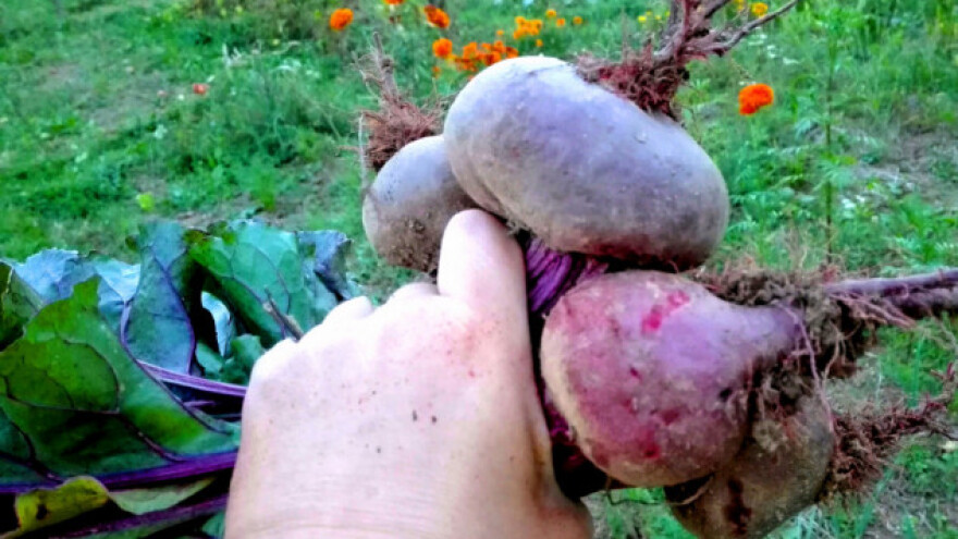 Cvekla - sejanje, berba i upotreba