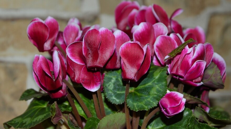 Ciklama - zahtjevna nježna dama među cvijećem