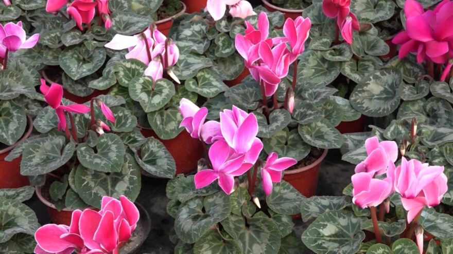 Vreme kada ciklama cveta: Kako je sada zalivati, a kako kada opadne cvet?