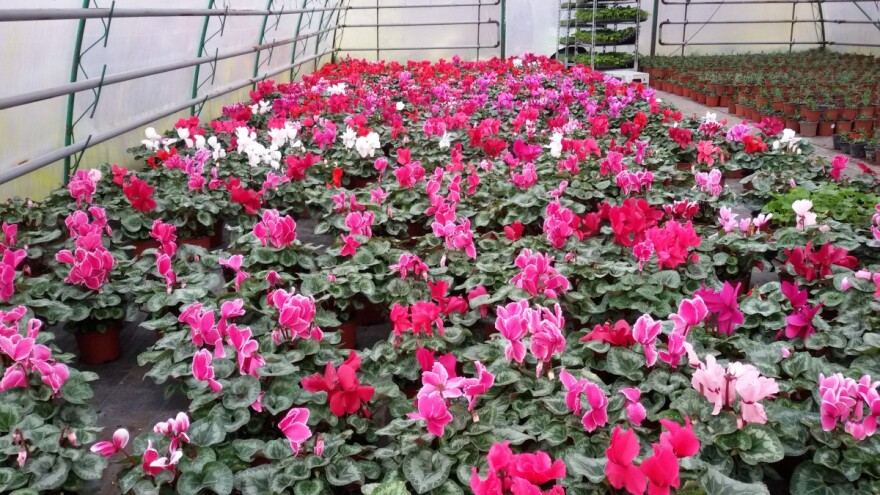 Budite iskreni - poklonite ciklamu