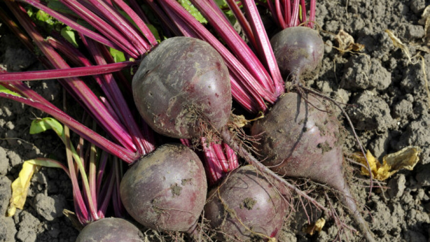 Kako prihraniti ciklu za najbolji urod?