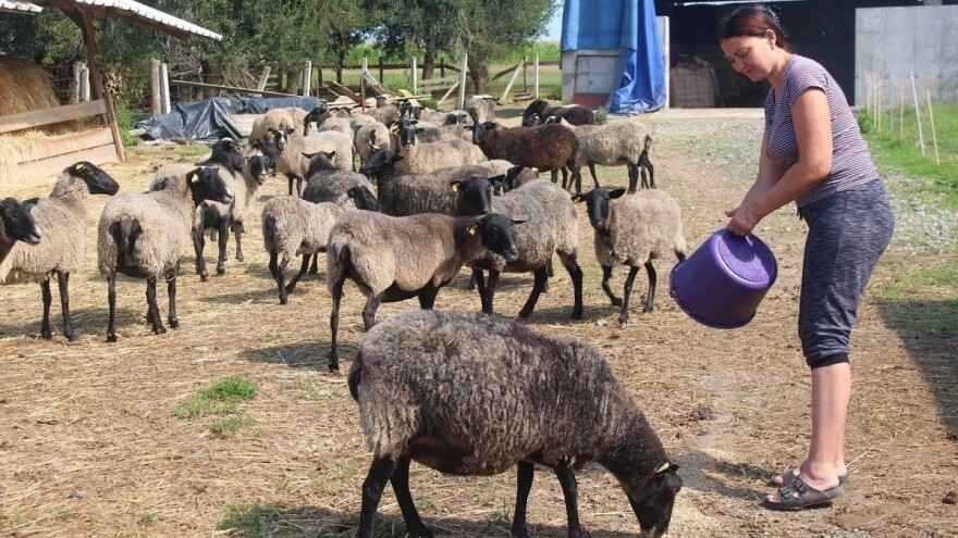 Lider su domaćeg uzgoja romanovske ovce, a za izvoz u Iran OPG Čikvar traži suradnike