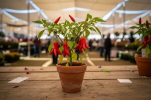 Čili i Coca-cola drvca na Floraartu!