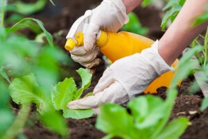 Pesticid od čili paprike - kako ga pripremiti i koristiti