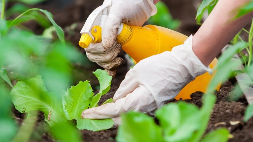 Pesticid od čili paprike - kako ga pripremiti i koristiti