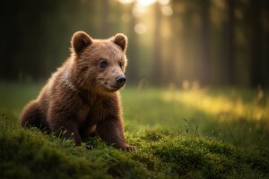 Čim ojača, pronađeni meda se vraća u šumu