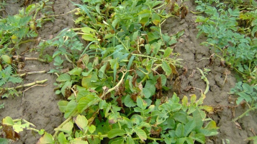 Zaštita gomolja krumpira od plamenjače