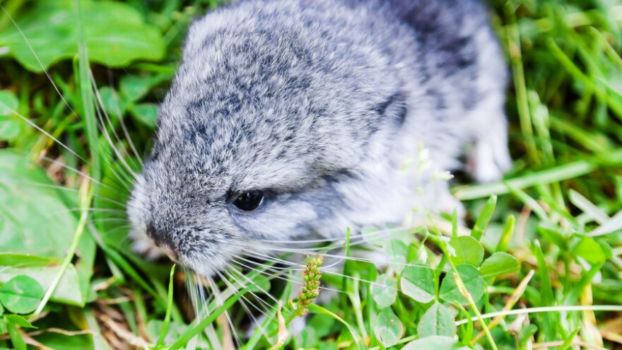 Zakon o zaštiti životinja ne štiti činčile?