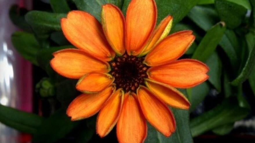 Procvjetala prva cinija u svemiru