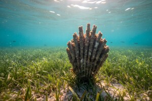 Čisto more u Kaštelima iznjedrilo perisku