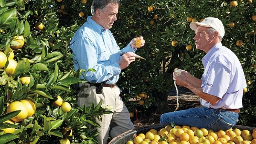 Uzgajivači agruma vode bitku s opasnom bakterijom!