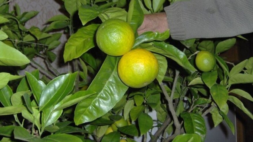 Kako odnjegovati sadnice južnog voća?