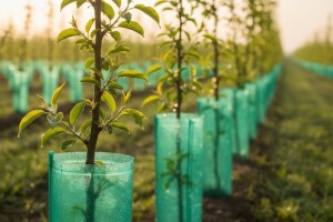 Cjelovita zaštita mladih sadnica