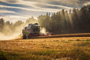 O otkupu pšenice i u Saboru, cijena do 1,20 kn/kg je neprimjereno niska