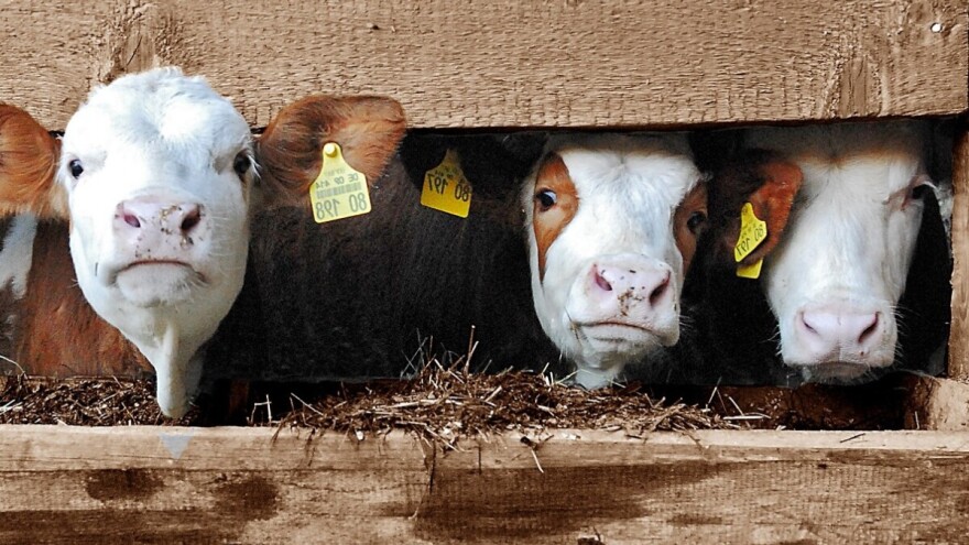 Daju podršku zapošljavanju i samozapošljavanju povratnika u poljoprivredi