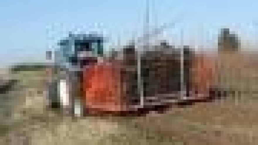 Vađenje sadnica krušaka u Neretvi