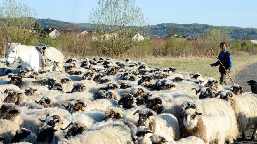 Utvrđena cijena kurbana za 2024. godinu