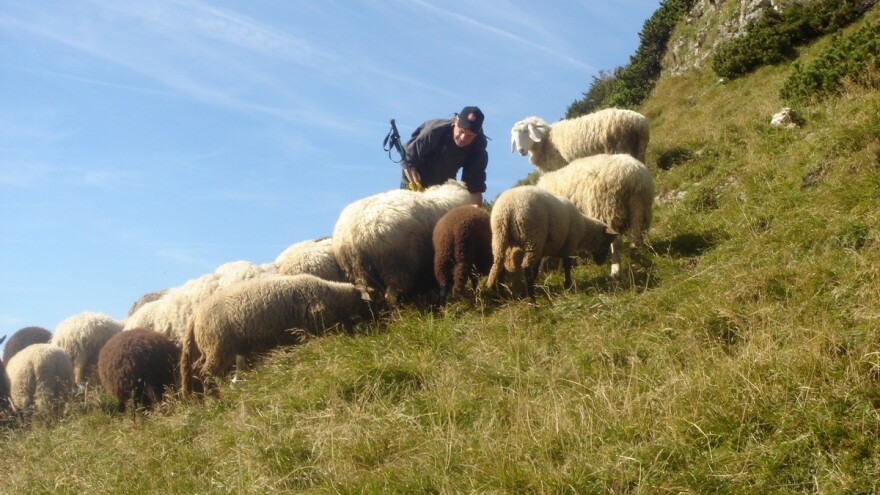 Čobani se traže, ali ipak ne za plaću od 1.200 KM