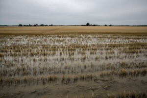 Čobanković: Nemojte napuhavati štete